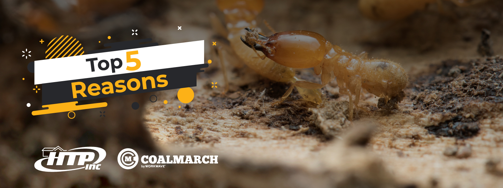 HTP Termite & Pest Control Loves Working With Coalmarch