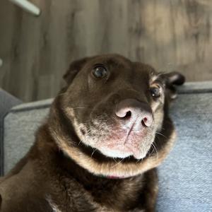 Brown dog with a lot of necks looking at the camera