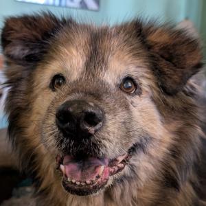 A goofy looking senior dog with a winning smile and brightness in his eyes