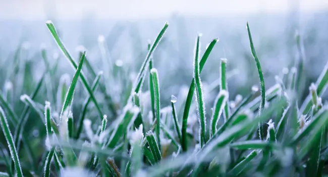 grass with snow 