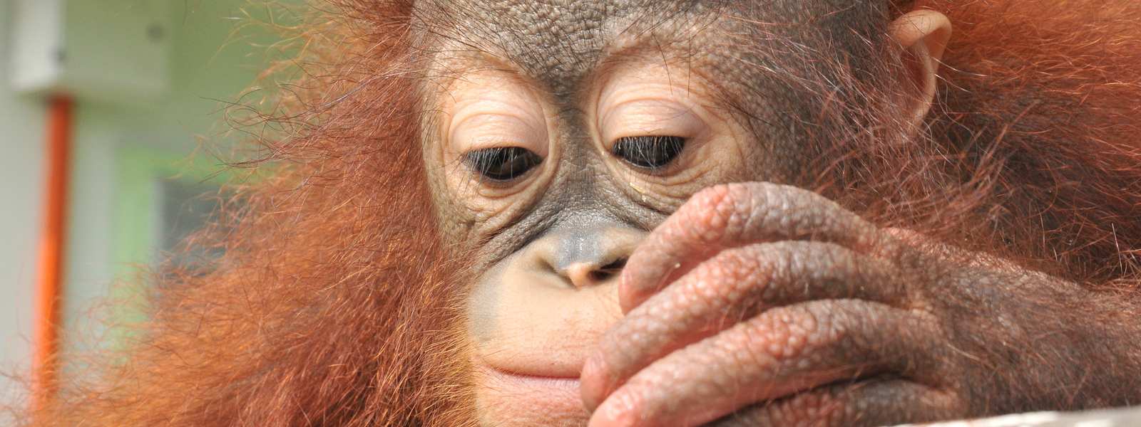 Orangutan, Koko