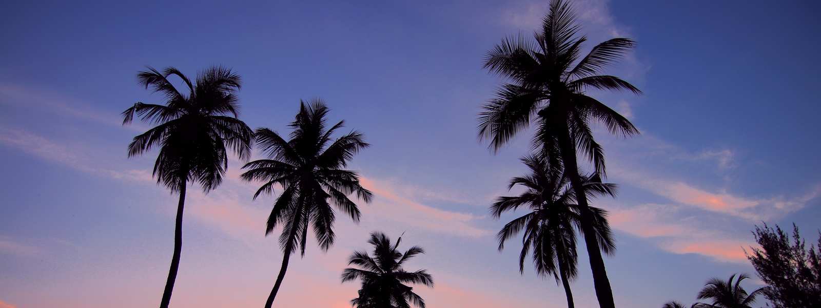 Palm trees against sunset