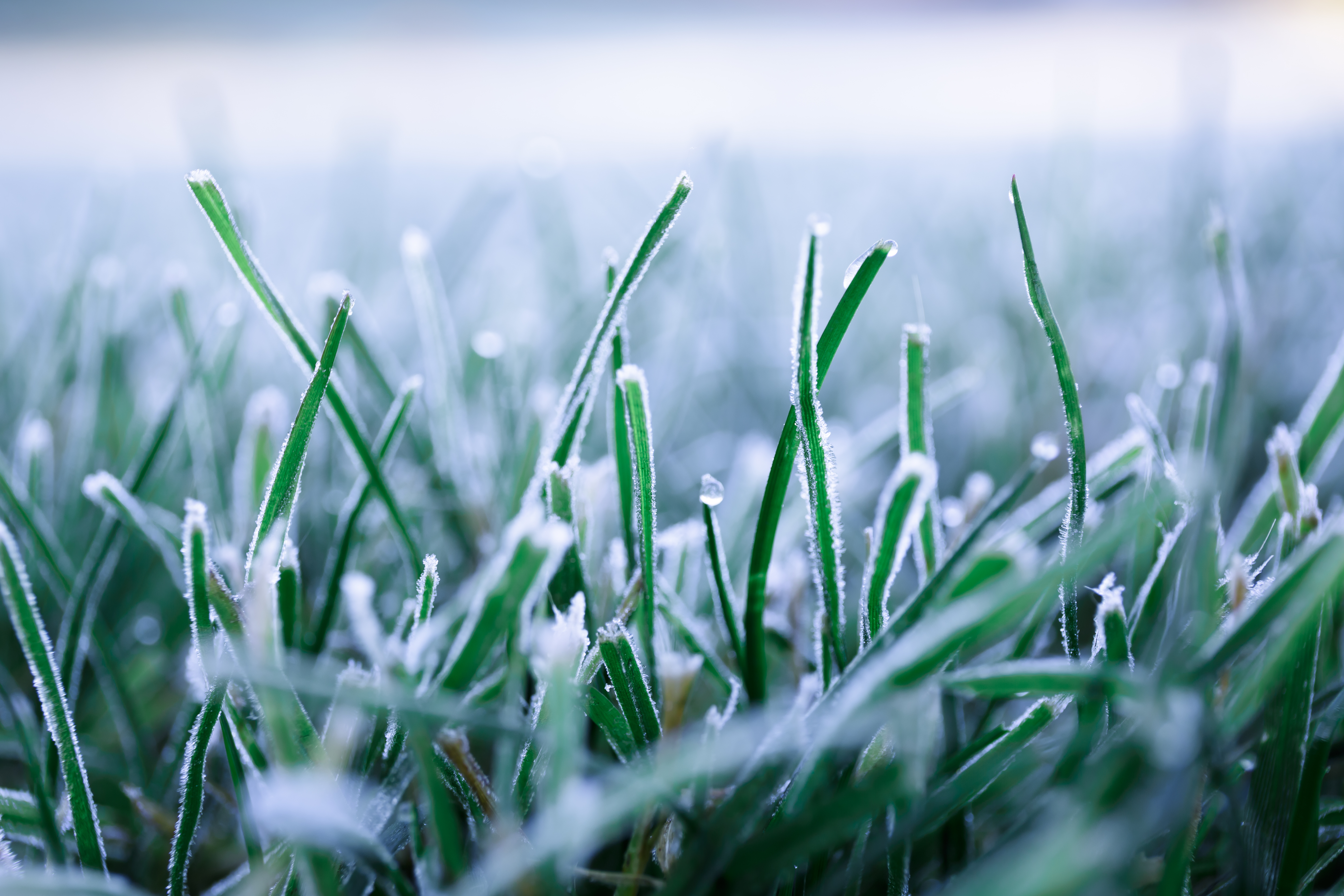 frosted lawn in winter