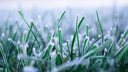 frosted lawn in winter